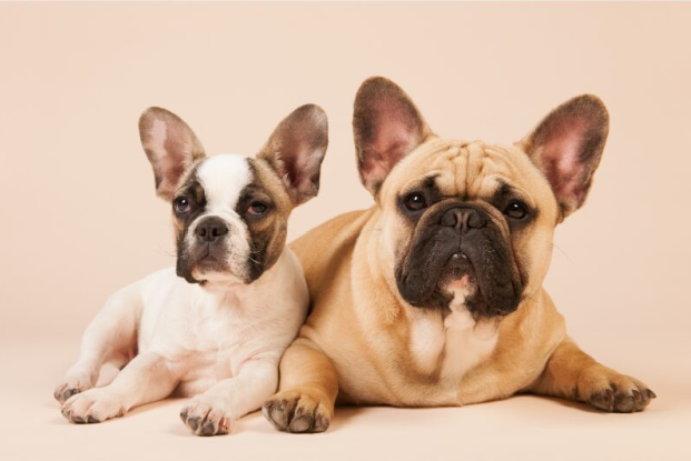 French Bulldog Puppies