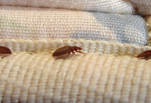 Bedbug Extermination Costs: What to Expect