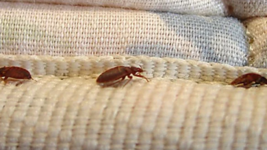Bedbug Extermination Costs: What to Expect