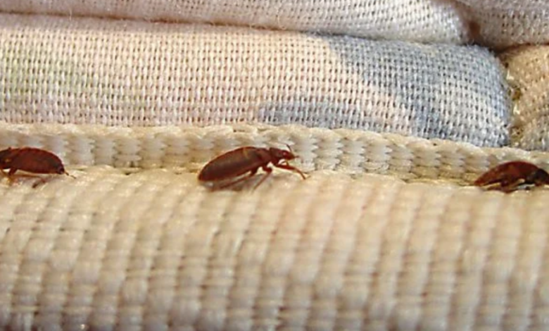 Bedbug Extermination Costs: What to Expect