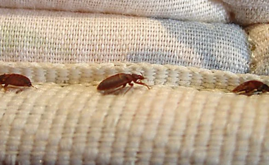 Bedbug Extermination Costs: What to Expect - Tit Fees
