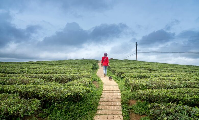 velocity horizon coordinates listed