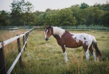 catalyst horizon start 8447709964