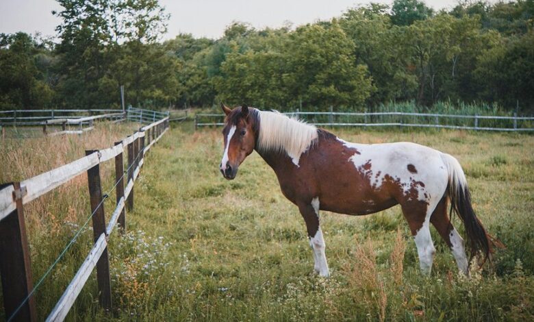 catalyst horizon start 8447709964