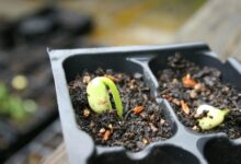 catalyst pulse starts global growth